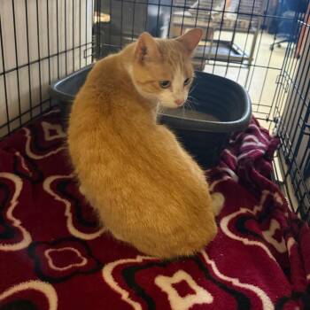 Domestic Short Hair Cats Available for Adoption in Corsicana, Texas - Deja C46291 | PetCurious