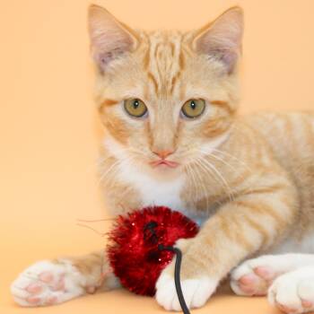 Rescue Domestic Short Hair Cats for Adoption in Martensdale, Iowa - Garrett Morris | PetCurious