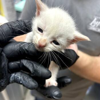 Hairy Caterpillar 11 -  Domestic Short Hair Cat for Adoption in Austin, Texas - Hairy Caterpillar 11 | PetCurious