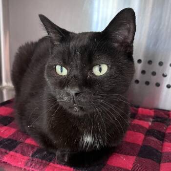 Domestic Short Hair Cats Available for Adoption in Washburn, Missouri - Midnite | PetCurious