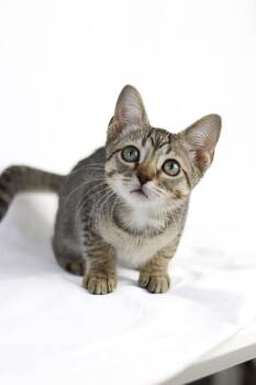 Rescue Domestic Short Hair Cats for Adoption in Quail Heights, Florida - Harpsichord | PetCurious