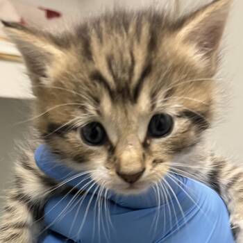 71280 -  Domestic Short Hair Cat for Adoption in Harrisonburg, Virginia - 71280 | PetCurious