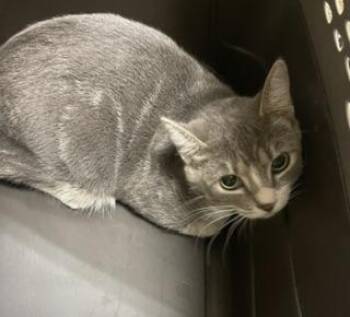 Edith -  Tabby Cat for Adoption in Parlier, California - Edith | PetCurious