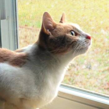 Domestic Short Hair Cats Available for Adoption - Peaches 1 | PetCurious