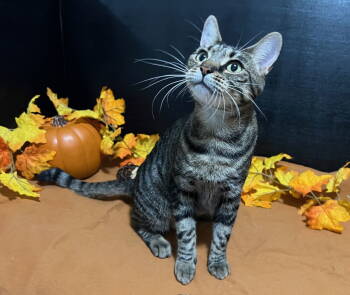 Rescue Tabby and Domestic Short Hair Cats for Adoption in Fayetteville, Georgia - Louise | PetCurious