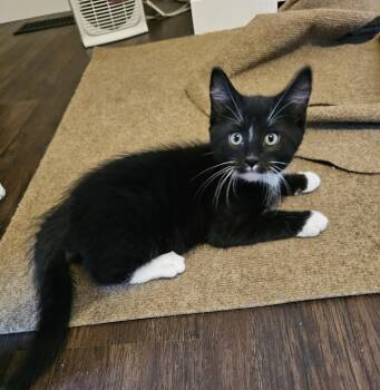 Darrow -  Domestic Short Hair Cat for Adoption in Pasco, Washington - Darrow | PetCurious