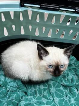 MAGNOLIA -  Domestic Medium Hair Cat for Adoption in Dallas, Texas - MAGNOLIA | PetCurious
