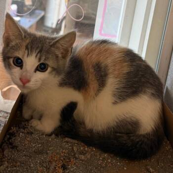 Clove -  Domestic Short Hair Cat for Adoption in Quakertown, Pennsylvania - Clove | PetCurious