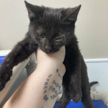 Peppy -  Domestic Short Hair Cat for Adoption in Blue Ridge, Georgia - Peppy | PetCurious