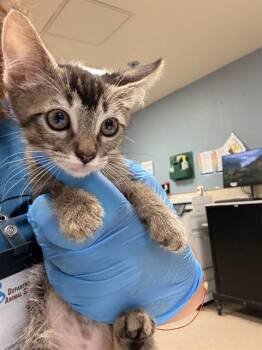 RICCO -  Domestic Short Hair Cat for Adoption in Riverside, California - RICCO | PetCurious