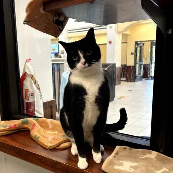 Jinx -  Domestic Short Hair Cat for Adoption in West Palm Beach, Florida - Jinx | PetCurious