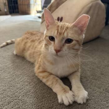 Domino Bell -  Domestic Short Hair Cat Available for Adoption in Morrison, Colorado - Domino Bell | PetCurious