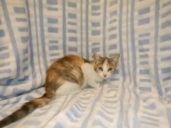 CASSIE -  Domestic Short Hair Cat for Adoption in San Jose, California - CASSIE | PetCurious