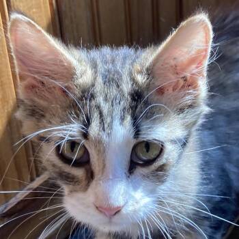 Tilli -  Domestic Medium Hair Cat for Adoption in Marion, Illinois - Tilli | PetCurious