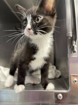 BABY OLIVER* -  Domestic Short Hair Cat for Adoption in Santa Cruz, California - BABY OLIVER* | PetCurious
