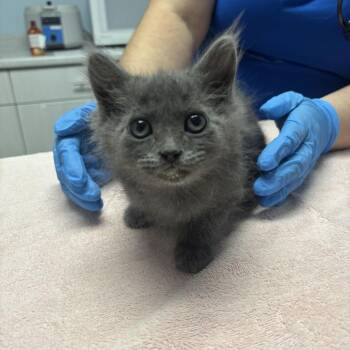 Fox -  Domestic Long Hair Cat for Adoption in Riverside, California - Fox | PetCurious