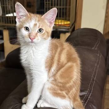 Gypsy -  Domestic Short Hair Cat for Adoption in Grantsville, Utah - Gypsy | PetCurious