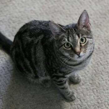Sarabi -  Domestic Short Hair Cat for Adoption in Spokane, Washington - Sarabi | PetCurious