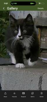Tallulah -  Tuxedo Cat for Adoption in Canonsburg, Pennsylvania - Tallulah | PetCurious