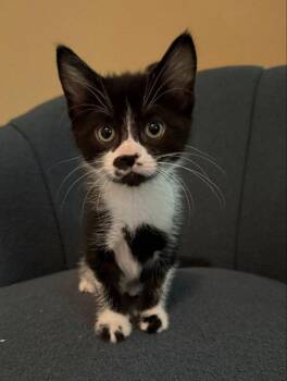 Cotton tail -  Tuxedo Cat for Adoption in Knoxville, Tennessee - Cotton Tail | PetCurious