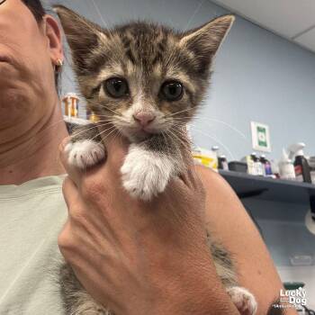 Domestic Short Hair Cats Available for Adoption in Washington, District Of Columbia - Hermione | PetCurious