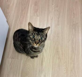 Amal -  Domestic Short Hair Cat for Adoption in Mission Viejo, California - Amal | PetCurious