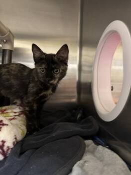 NASHVILLE -  Domestic Short Hair Cat for Adoption in Fremont, California - NASHVILLE | PetCurious