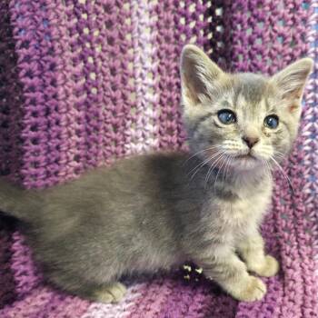 Dizzy -  Domestic Short Hair Cat Available for Adoption in Mt. Juliet, Tennessee - Dizzy | PetCurious
