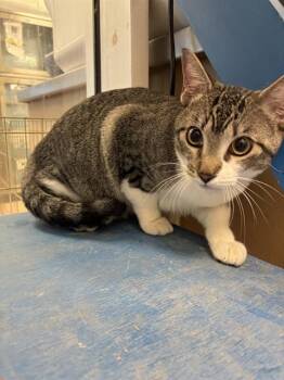 Milo A216621 -  Domestic Short Hair Cat for Adoption in Plano, Texas - Milo A216621 | PetCurious