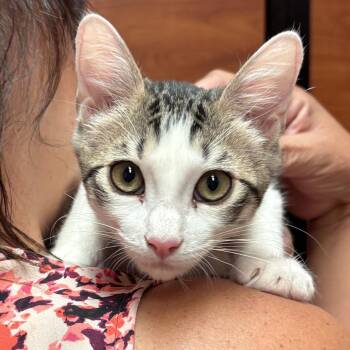 Robin -  Domestic Short Hair Cat for Adoption in Sonora, California - Robin | PetCurious