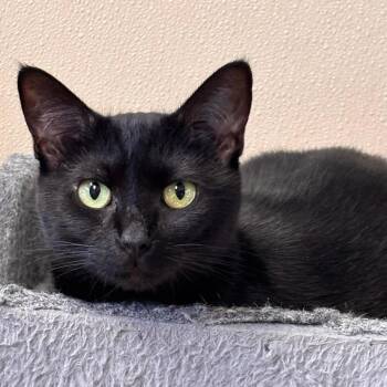 Ember -  Domestic Short Hair Cat for Adoption in Batavia, New York - Ember | PetCurious