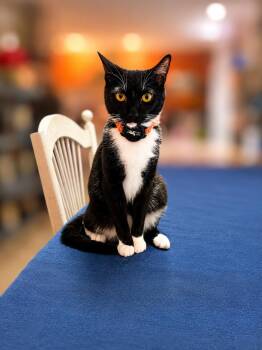 Conductor -  Domestic Short Hair Cat for Adoption in Newport, Kentucky - Conductor | PetCurious