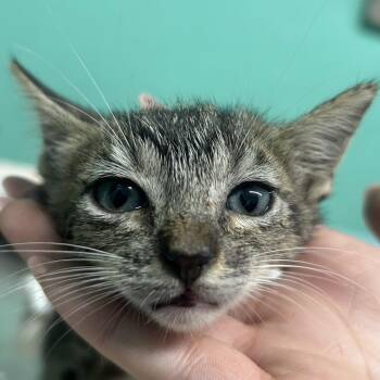 Kim -  Domestic Short Hair Cat Available for Adoption in Guaynabo, Guaynabo - Kim | PetCurious