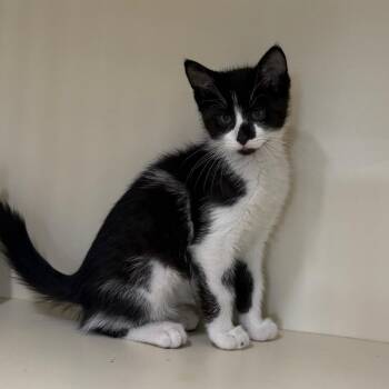 Rex -  Domestic Short Hair Cat for Adoption in Spanish Fork, Utah - Rex | PetCurious