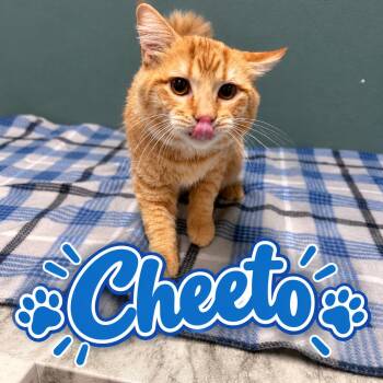 Cheeto -  Domestic Short Hair Cat for Adoption in Truth Or Consequences, New Mexico - Cheeto | PetCurious