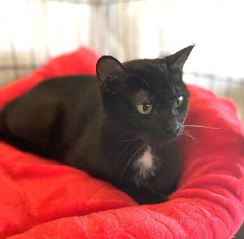 Domestic Short Hair Cats Available for Adoption - Misty | PetCurious