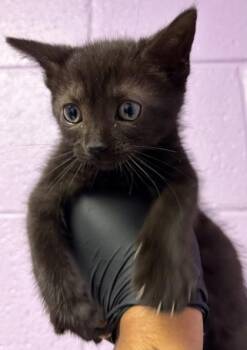 60830424 -  Domestic Short Hair Cat for Adoption in El Paso, Texas - 60830424 | PetCurious