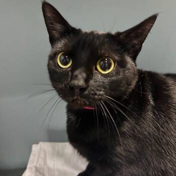 Adaline -  Domestic Short Hair Cat for Adoption - Adaline | PetCurious