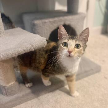 Domestic Short Hair Cats Available for Adoption in Richmond, Virginia - Elderberry | PetCurious