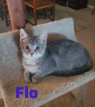 Domestic Short Hair Cats Available for Adoption - Flo | PetCurious
