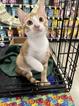 Little Petite (boy) RL -  Domestic Short Hair Cat for Adoption in Schertz, Texas - Little Petite (boy) RL | PetCurious