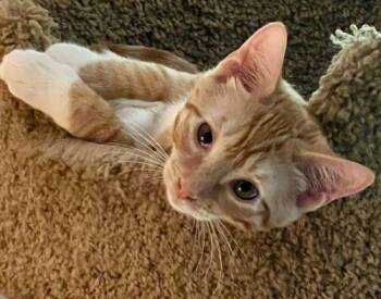 Yuba -  Domestic Short Hair and Tabby Cat for Adoption in Lenhartsville, Pennsylvania - Yuba | PetCurious