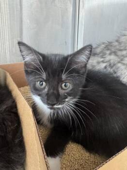 Corn Bread -  Domestic Short Hair Cat for Adoption in West Chester, Pennsylvania - Corn Bread | PetCurious