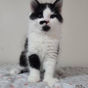 Toucan -Preadoption ONLY -  Domestic Medium Hair Cat for Adoption in Chilliwack, British Columbia - Toucan -Preadoption ONLY | PetCurious
