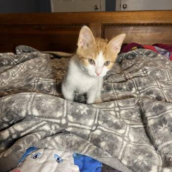 Angua -  Domestic Short Hair Cat for Adoption in Bulverde, Texas - Angua | PetCurious