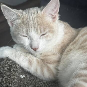 Payden - Buff and Affectionate -  Domestic Short Hair Cat for Adoption in Fountain Valley, California - Payden - Buff And Affectionate | PetCurious