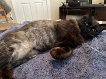 Domestic Long Hair Cats Available for Adoption in Kinston, North Carolina - Precious | PetCurious