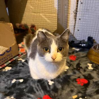 Symphony -  Domestic Short Hair Cat for Adoption in Buffalo, Minnesota - Symphony | PetCurious