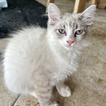 Rescue Siamese Cats for Adoption in Glendora, California - Brooke | PetCurious