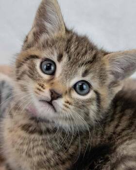 Domestic Short Hair and Tabby Cats Available for Adoption in Kennesaw, Georgia - Azalea | PetCurious
